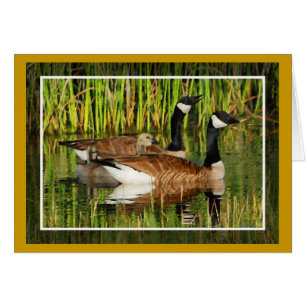 Canada Goose Family Blank Card