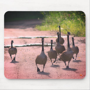 Canada Goose Family Nature Mouse Pad
