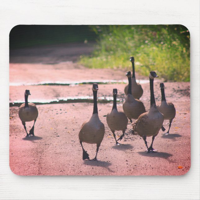 Canada Goose Family Nature  Mouse Pad (Front)