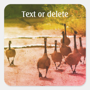 Canada Goose Family Nature Personalised Square Sticker