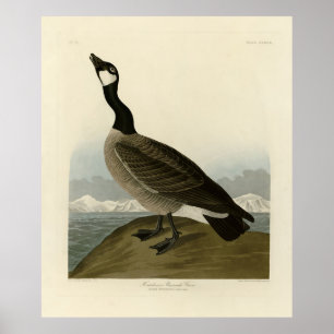 Canada Goose from Audubon's Birds of America  Poster