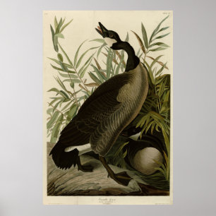 Canada Goose from Audubon's Birds of America Poster