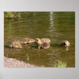Canada Goose Gosling Babies Wildlife Poster