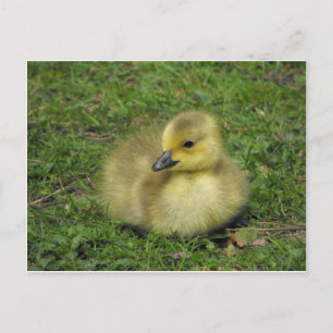 Canada Goose Gosling Holiday Postcard