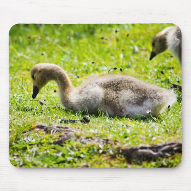 Canada Goose Gosling Mouse Pad (Front)