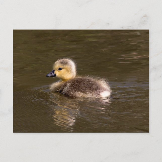 Canada Goose Gosling Postcard (Front)