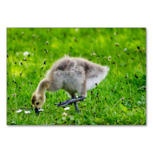 Canada Goose Gosling Table Number