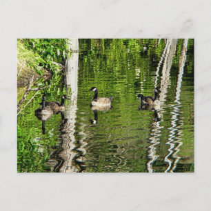 (Canada) Goose Green Postcard