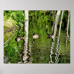 (Canada) Goose Green Poster