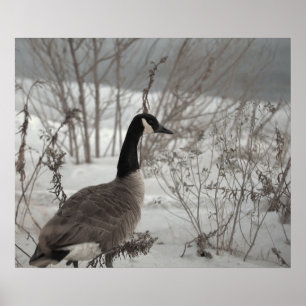 Canada Goose in Snow Poster