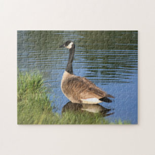 Canada Goose In Water Oil Painting Jigsaw Puzzle