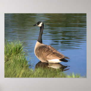Canada Goose In Water Oil Painting Poster