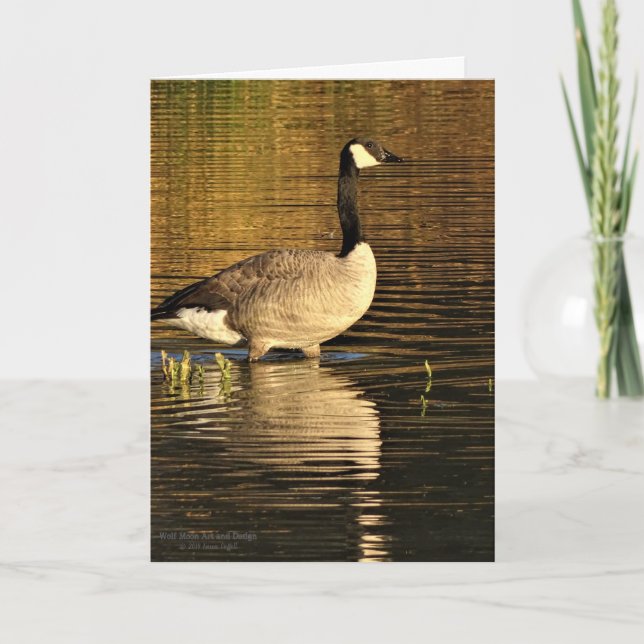 Canada Goose In Water With Reflection Card (Front)
