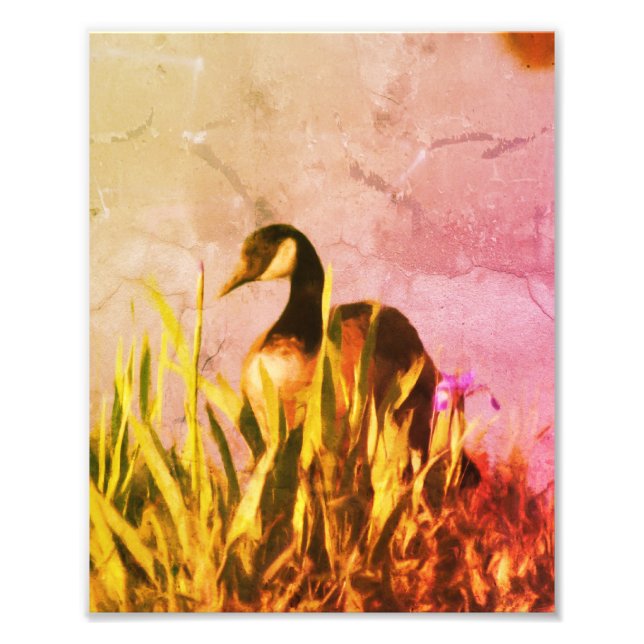 Canada Goose Irises Distressed Nature Art 8x10 Photo Print (Front)