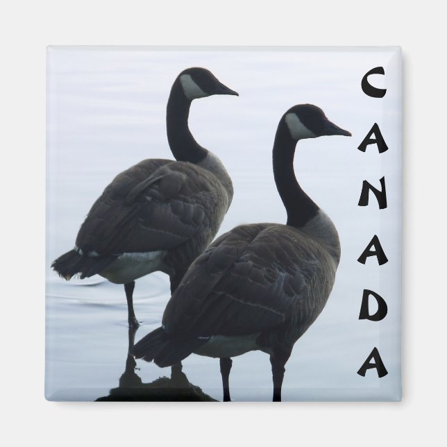 Canada Goose Magnet Canada Souvenir Fridge Magnets (Front)