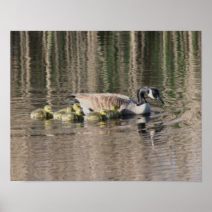 Canada Goose Mom Gosling Babies Wildlife Poster
