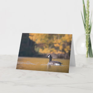 Canada Goose Nature Photo Card