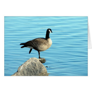 Canada Goose on Rocks