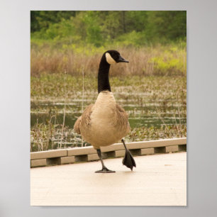 Canada Goose on the Dock Poster