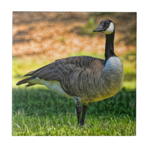CANADA GOOSE ON THE GRASS CERAMIC TILE