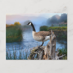 CANADA GOOSE ON THE SHASTA POSTCARD