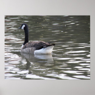 Canada Goose on the Water Print