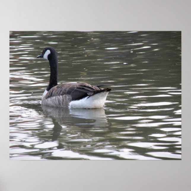 Canada Goose on the Water Print (Front)