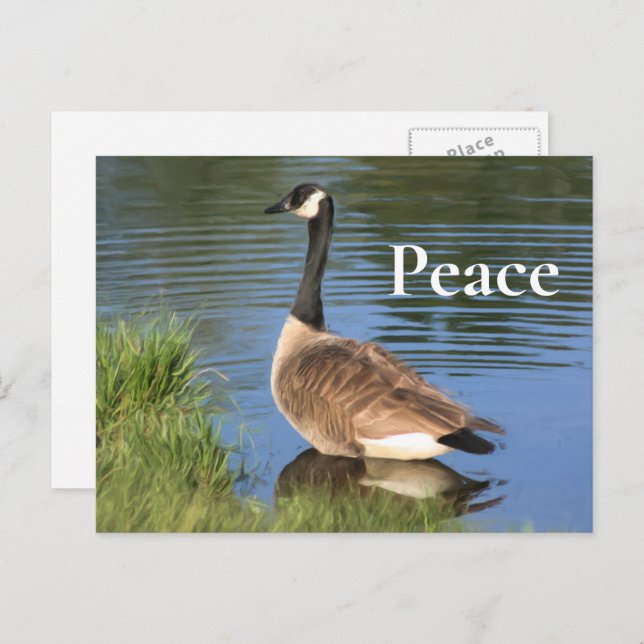 Canada Goose Peace Inspirational  Postcard (Front/Back)