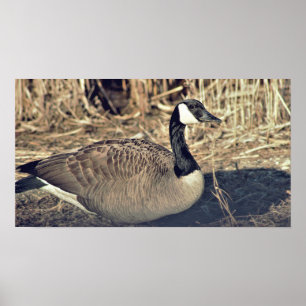 Canada Goose Photo Poster