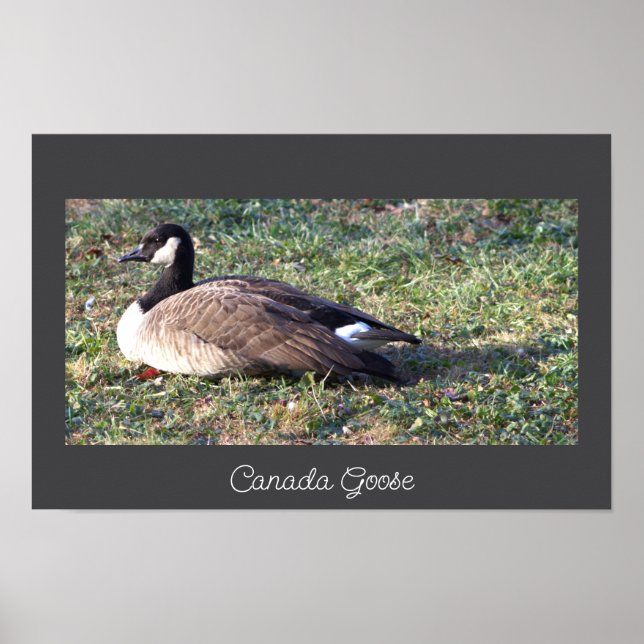 Canada Goose Photo Poster (Front)