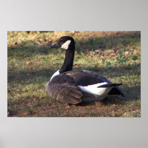 Canada Goose Photo Poster