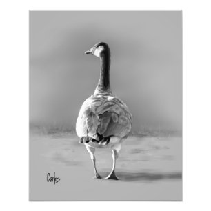 Canada Goose Photo Print