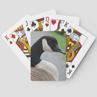 Canada goose playing cards