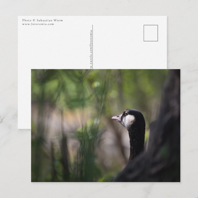 Canada goose postcard (Front/Back)