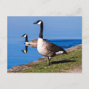 Canada Goose Postcard