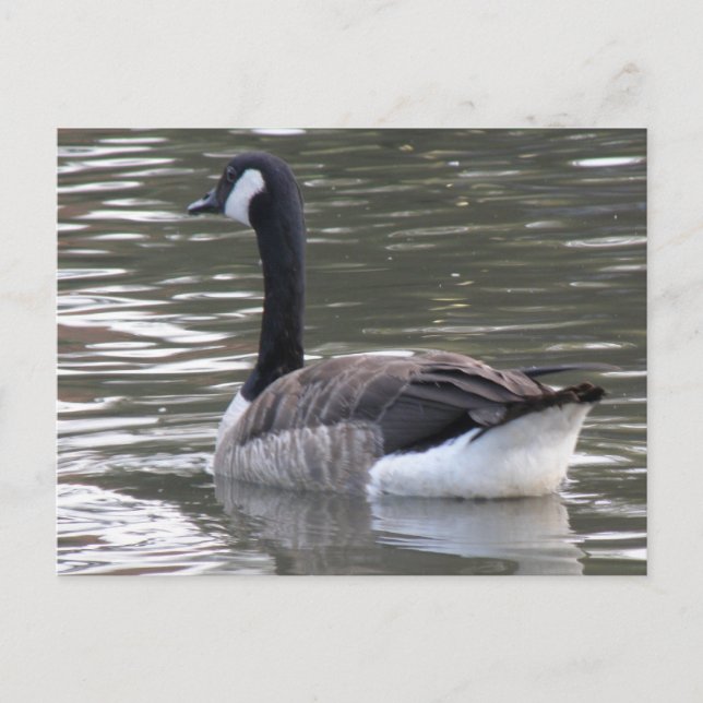 Canada Goose Postcard (Front)