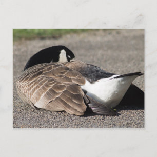 Canada Goose Postcard