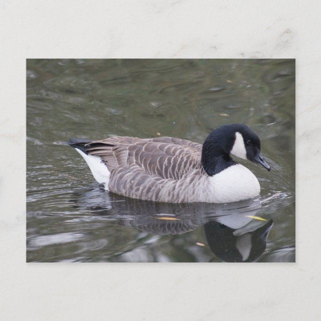 Canada Goose Postcard (Front)