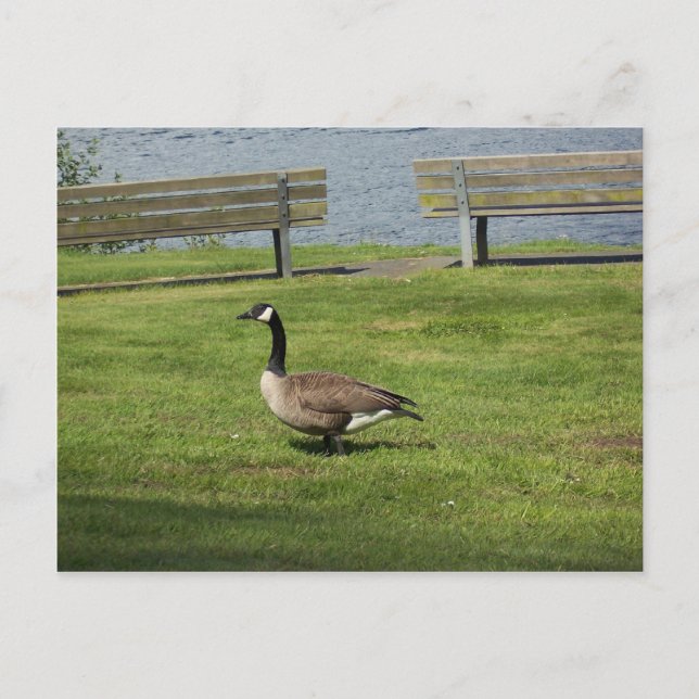 Canada Goose Postcard (Front)