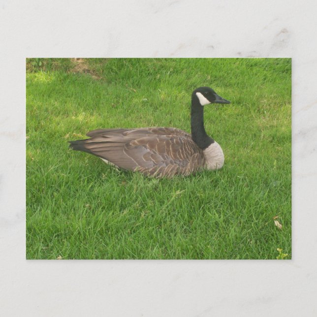 Canada Goose Postcard (Front)