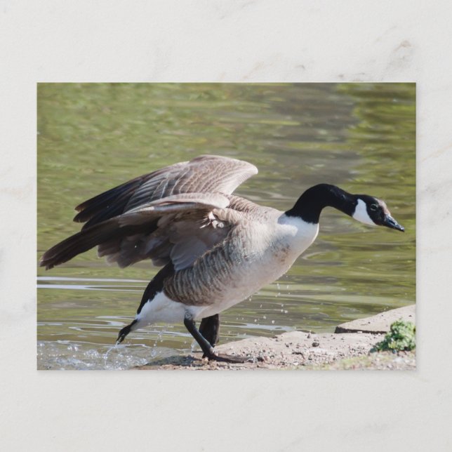 Canada Goose Postcard (Front)