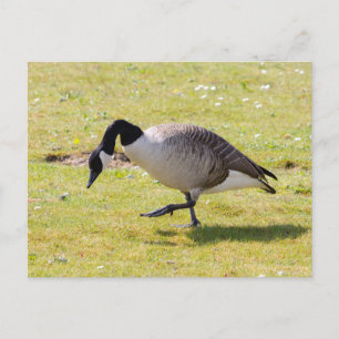 Canada Goose Postcard