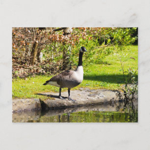 Canada Goose Postcard