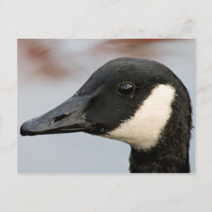 Canada Goose Postcard
