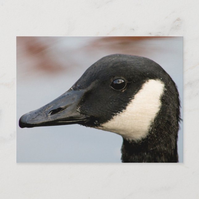 Canada Goose Postcard (Front)
