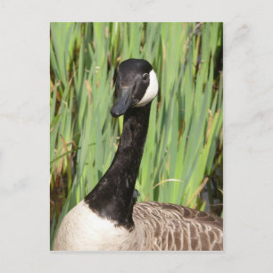 Canada Goose Postcard