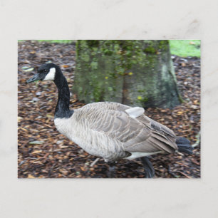 Canada Goose Postcard