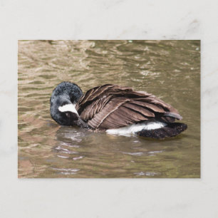 Canada Goose Postcard