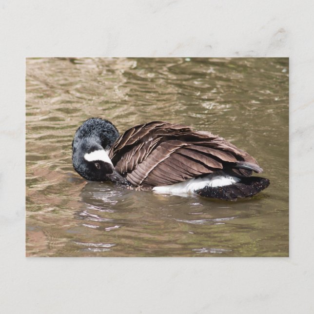 Canada Goose Postcard (Front)
