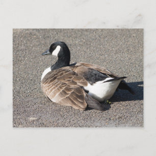 Canada Goose Postcard